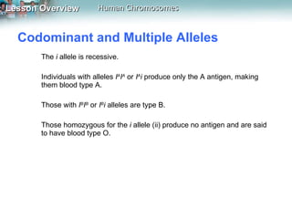 Codominant and Multiple Alleles  The  i  allele is recessive.  Individuals with alleles  I A I A  or  I A i  produce only the A antigen, making them blood type A.  Those with  I B I B  or  I B i  alleles are type B.  Those homozygous for the  i  allele (ii) produce no antigen and are said to have blood type O.  
