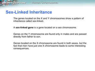 Sex-Linked Inheritance  The genes located on the X and Y chromosomes show a pattern of inheritance called sex-linked.  A  sex-linked gene  is a gene located on a sex chromosome.  Genes on the Y chromosome are found only in males and are passed directly from father to son.  Genes located on the X chromosome are found in both sexes, but the fact that men have just one X chromosome leads to some interesting consequences. 