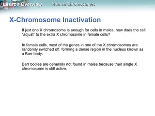 X-Chromosome Inactivation  If just one X chromosome is enough for cells in males, how does the cell “adjust” to the extra X chromosome in female cells?  In female cells, most of the genes in one of the X chromosomes are randomly switched off, forming a dense region in the nucleus known as a Barr body.  Barr bodies are generally not found in males because their single X chromosome is still active. 