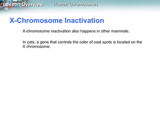 X-Chromosome Inactivation  X-chromosome inactivation also happens in other mammals.  In cats, a gene that controls the color of coat spots is located on the X chromosome.  