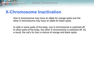 X-Chromosome Inactivation  One X chromosome may have an allele for orange spots and the other X chromosome may have an allele for black spots.  In cells in some parts of the body, one X chromosome is switched off. In other parts of the body, the other X chromosome is switched off. As a result, the cat’s fur has a mixture of orange and black spots.   