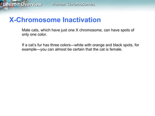 X-Chromosome Inactivation  Male cats, which have just one X chromosome, can have spots of only one color.  If a cat’s fur has three colors—white with orange and black spots, for example—you can almost be certain that the cat is female. 