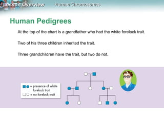 Human Pedigrees At the top of the chart is a grandfather who had the white forelock trait.  Two of his three children inherited the trait.  Three grandchildren have the trait, but two do not. 
