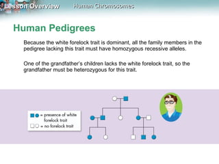 Human Pedigrees Because the white forelock trait is dominant, all the family members in the pedigree   lacking this trait must have homozygous recessive alleles.  One of the grandfather’s children lacks the white forelock trait, so the grandfather must be heterozygous for this trait. 