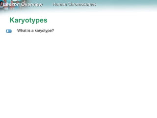 Karyotypes What is a karyotype? 