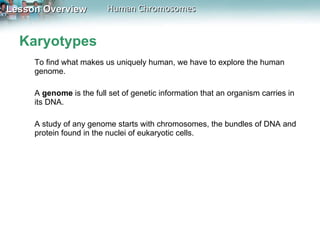 Karyotypes To find what makes us uniquely human, we have to explore the human genome.  A  genome  is the full set of genetic information that an organism carries in its DNA. A study of any genome starts with chromosomes, the bundles of DNA and protein found in the nuclei of eukaryotic cells.  