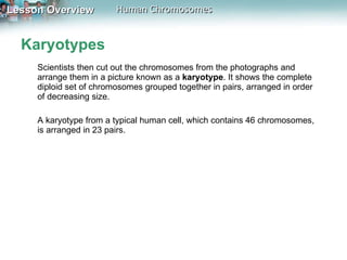 Karyotypes Scientists then cut out the chromosomes from the photographs and arrange them in a picture known as a  karyotype . It shows the complete diploid set of chromosomes grouped together in pairs, arranged in order of decreasing size. A karyotype from a typical human cell, which contains 46 chromosomes, is arranged in 23 pairs.  