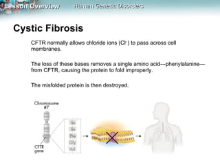 Cystic Fibrosis  CFTR normally allows chloride ions (Cl − ) to pass across cell membranes. The loss of these bases removes a single amino acid—phenylalanine—from CFTR, causing the protein to fold improperly. The misfolded protein is then destroyed. 