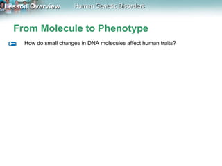 From Molecule to Phenotype How do small changes in DNA molecules affect human traits? 