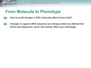 From Molecule to Phenotype How do small changes in DNA molecules affect human traits? Changes in a gene’s DNA sequence can change proteins by altering their amino acid sequences, which may directly affect one’s phenotype. 