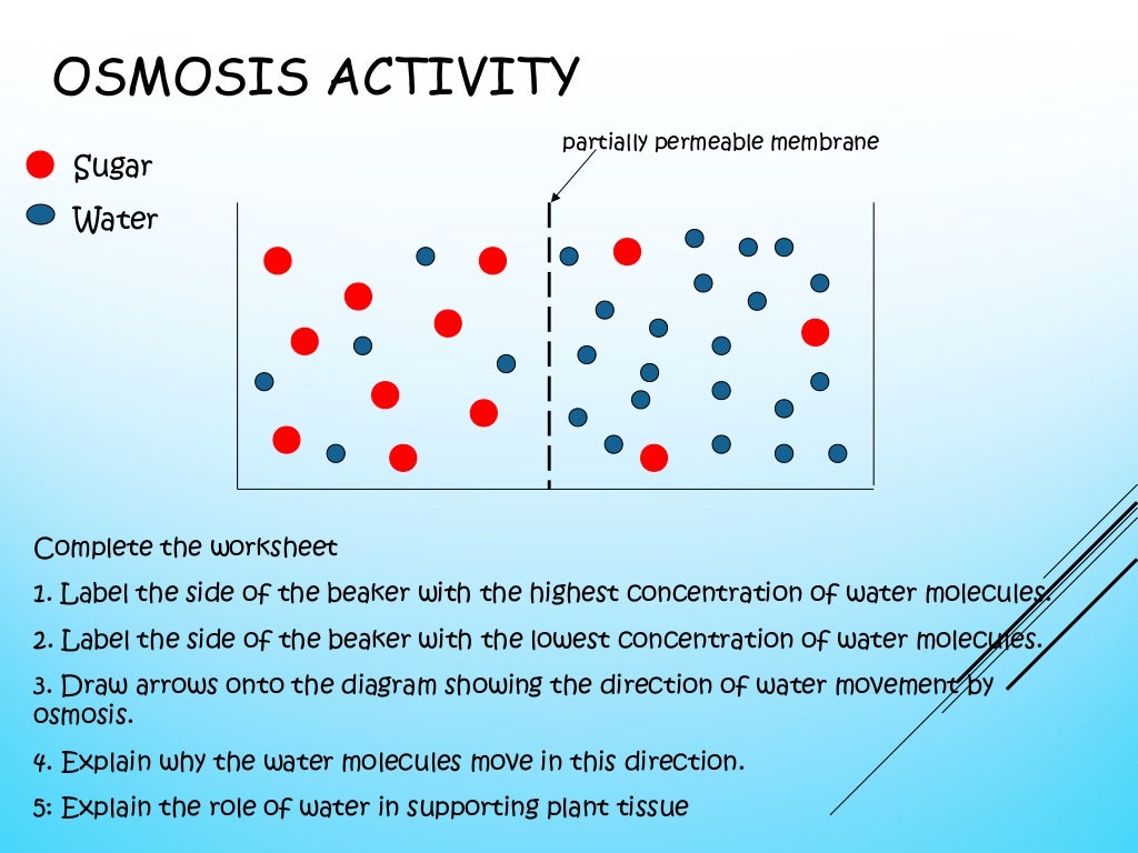 Lesson 14 osmosis