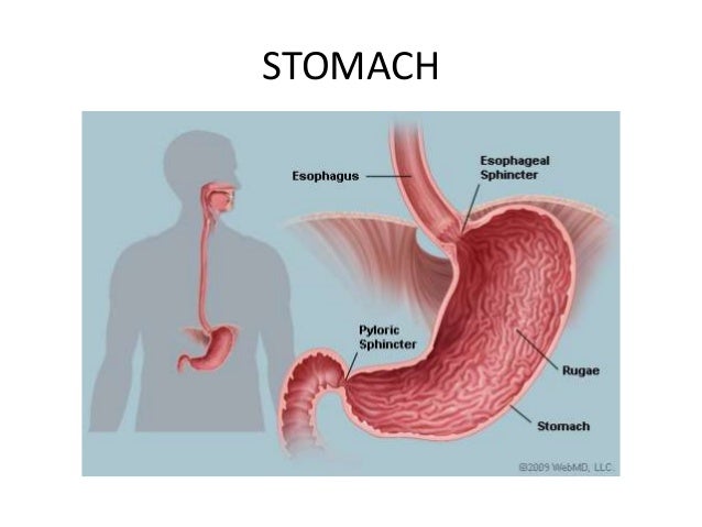 Lesson 14 stomach. liver and kidneys