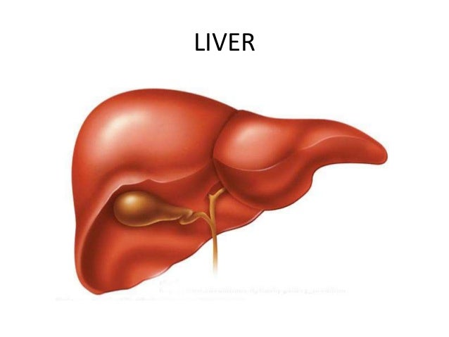 Lesson 14 stomach. liver and kidneys