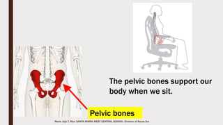 Marie Jaja Tan Roa Santa
The skull is a bony
structure that forms the
head of the skeleton in
most vertebrates.
It is a framework of a
bone enclosing the
brain.
The Axial Skeleton:The Skull
 