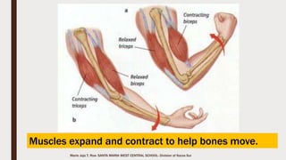 Marie Jaja Tan Roa Santa
The Axial Skeleton:The Ribcage
The thoracic
cage or rib cage
is composed of
12 pairs of ribs
plus the sternum
for a total of 25
separate bones.
 