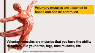 Marie Jaja Tan Roa Santa
The Appendicular Skeleton
The upper division includes
the shoulders, arms,
forearms, wrist, hands and
finger.
The lower division includes
the pelvic or hips, thighs,
legs, ankles and feet.
 