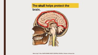 Marie Jaja Tan Roa Santa
Full of Bodies
By Jennifer Prescott
From my fingers to my toes, I’m full of bones.
If you count them all as one, they make a skeleton.
From my fingers to my toes, I’m full of bones.
My smallest bone is found inside my ear.
The stirrup helps me hear, many sounds both far and
near.
My smallest bone is found inside my ear.
 