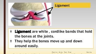 Marie Jaja Tan Roa Santa
 Ligament are white , cordlike bands that hold
the bones at the joints.
 They help the bones move up and down
around easily.
Ligament
 
