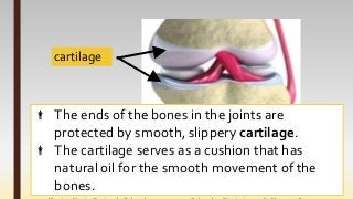 Marie Jaja Tan Roa Santa
 The ends of the bones in the joints are
protected by smooth, slippery cartilage.
 The cartilage serves as a cushion that has
natural oil for the smooth movement of the
bones.
cartilage
 