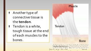 Marie Jaja Tan Roa Santa
 Another type of
connective tissue is
the tendon.
 Tendon is a white,
tough tissue at the end
of each muscles to the
bones.
 