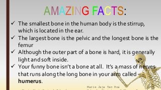 Marie Jaja Tan Roa Santa
AMAZING FACTS:
 The smallest bone in the human body is the stirrup,
which is located in the ear.
 The largest bone is the pelvic and the longest bone is the
femur
 Although the outer part of a bone is hard, it is generally
light and soft inside.
 Your funny bone isn’t a bone at all. It’s a mass of nerves
that runs along the long bone in your arm called
humerus.
 