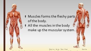 Marie Jaja Tan Roa Santa
Muscles forms the fleshy parts
of the body.
All the muscles in the body
make up the muscular system.
 