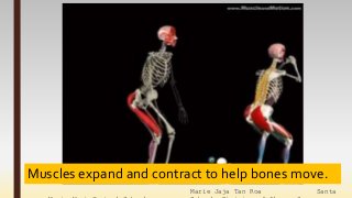Marie Jaja Tan Roa Santa
Muscles expand and contract to help bones move.
 