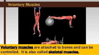 Marie Jaja Tan Roa Santa
Voluntary muscles are attached to bones and can be
controlled. It is also called skeletal muscles.
Voluntary Muscles
 