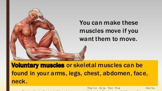 Marie Jaja Tan Roa Santa
Voluntary muscles or skeletal muscles can be
found in your arms, legs, chest, abdomen, face,
neck.
You can make these
muscles move if you
want them to move.
 