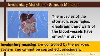 Marie Jaja Tan Roa Santa
Involuntary muscles are controlled by the nervous
system and cannot be controlled consciously.
Involuntary Muscles or Smooth Muscles
The muscles of the
stomach, esophagus,
diaphragm, and walls of
the blood vessels have
smooth muscles.
 