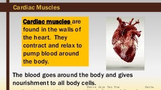 Marie Jaja Tan Roa Santa
Cardiac muscles are
found in the walls of
the heart. They
contract and relax to
pump blood around
the body.
Cardiac Muscles
The blood goes around the body and gives
nourishment to all body cells.
 