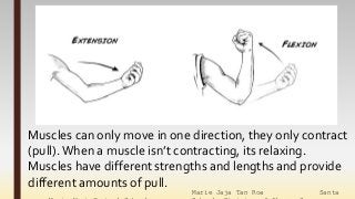 Marie Jaja Tan Roa Santa
Muscles can only move in one direction, they only contract
(pull).When a muscle isn’t contracting, its relaxing.
Muscles have different strengths and lengths and provide
different amounts of pull.
 