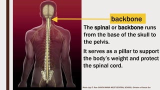 Marie Jaja Tan Roa Santa
The Skeletal System
Your body is built around a
living framework called
Skeletal System.
Your skeletal system is
primarily composed of
bones.
 