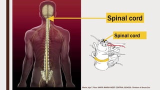 Marie Jaja Tan Roa Santa
At birth, you have 350
bones.
As you grow older,
some bones fuse
together to form larger
bones and you are left
with 206 bones as an
adult.
 
