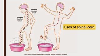 Marie Jaja Tan Roa Santa
Two main groups of bones
 