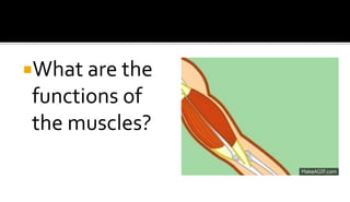 Lesson 14 Bones and Muscles ACTIVITY 2.pptx