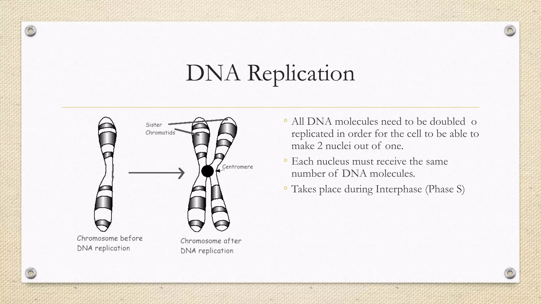 DNA Replication
◦ All DNA molecules need to be doubled o
replicated in order for the cell to be able to
make 2 nuclei out of one.
◦ Each nucleus must receive the same
number of DNA molecules.
◦ Takes place during Interphase (Phase S)