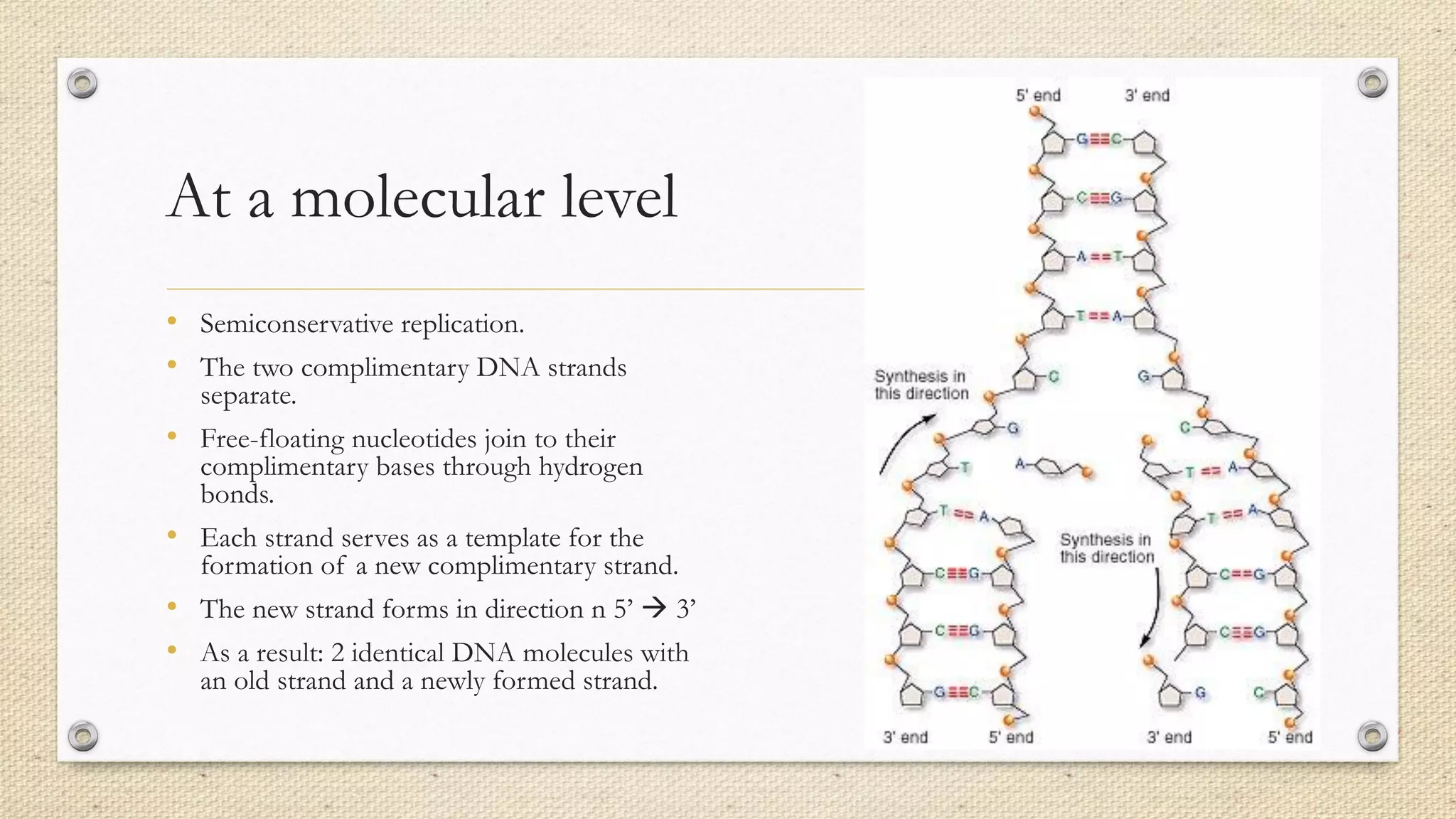 At a molecular level
• Semiconservative replication.
• The two complimentary DNA strands
separate.
• Free-floating nucleotides join to their
complimentary bases through hydrogen
bonds.
• Each strand serves as a template for the
formation of a new complimentary strand.
• The new strand forms in direction n 5’ 3’
• As a result: 2 identical DNA molecules with
an old strand and a newly formed strand.