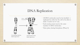 DNA Replication
◦ All DNA molecules need to be doubled o
replicated in order for the cell to be able to
make 2 nuclei out of one.
◦ Each nucleus must receive the same
number of DNA molecules.
◦ Takes place during Interphase (Phase S)
 