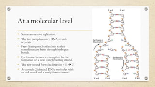 At a molecular level
• Semiconservative replication.
• The two complimentary DNA strands
separate.
• Free-floating nucleotides join to their
complimentary bases through hydrogen
bonds.
• Each strand serves as a template for the
formation of a new complimentary strand.
• The new strand forms in direction n 5’  3’
• As a result: 2 identical DNA molecules with
an old strand and a newly formed strand.
 