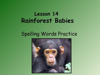 Lesson 14  Rainforest Babies Spelling Words Practice 