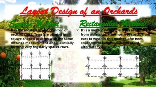 Lesson 1 (4th Q) - Maintaining Orchards - HELE 6.pptx