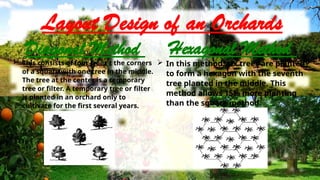 Lesson 1 (4th Q) - Maintaining Orchards - HELE 6.pptx