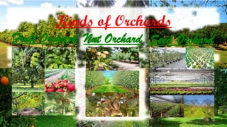 Lesson 1 (4th Q) - Maintaining Orchards - HELE 6.pptx