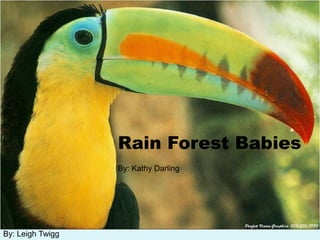 Rain Forest Babies
                  By: Kathy Darling




By: Leigh Twigg
 
