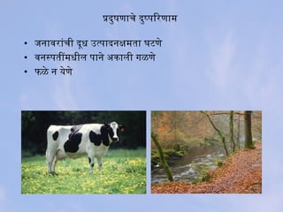प्रदुषणाचे दुष्परिरिणाम
• जनाविरिांची दूध उत्परादनक्षमता घटणे
• विनस्परतींमधील पराने अकाली गळणे
• फळे न येणे
 