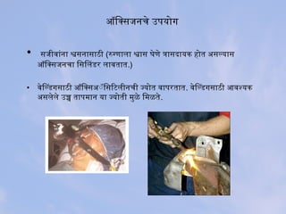ऑक्सिजनक्सिजनचे उपयोग
• सिजीवांना श्वसिनासिाठी (रुग्णाला श्वासि घेणे त्रासिदायक होत असिल्यासि
ऑक्सिजनक्सिजनचा िजनसििलडर लावतात.)
• वेिल्डगसिाठी ऑक्सिजनक्सिअॅॅसिजनसििटिलीनची ज्योत वापरतात. वेिल्डगसिाठी आवश्यक
असिलेले उच्च तापमान या ज्योती मुळे िजनमळते.
 