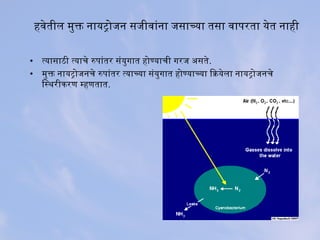 हवेतील मुक्त नायट्रोजन सिजीवांना जसिाच्या तसिा वापरता येत नाही
• त्यासिाठी त्याचे रुपांतर सिंयुगात होण्याची गरज असिते.
• मुक्त नायट्रोजनचे रुपांतर त्याच्या सिंयुगात होण्याच्या ियेक्रियेला नायट्रोजनचे
िजनस्थरीकरण म्हणतात.
 