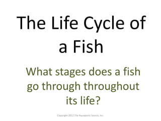The Life Cycle of 
a Fish 
What stages does a fish 
go through throughout 
its life? 
Copyright 2012 The Aquaponic Source, Inc. 
 