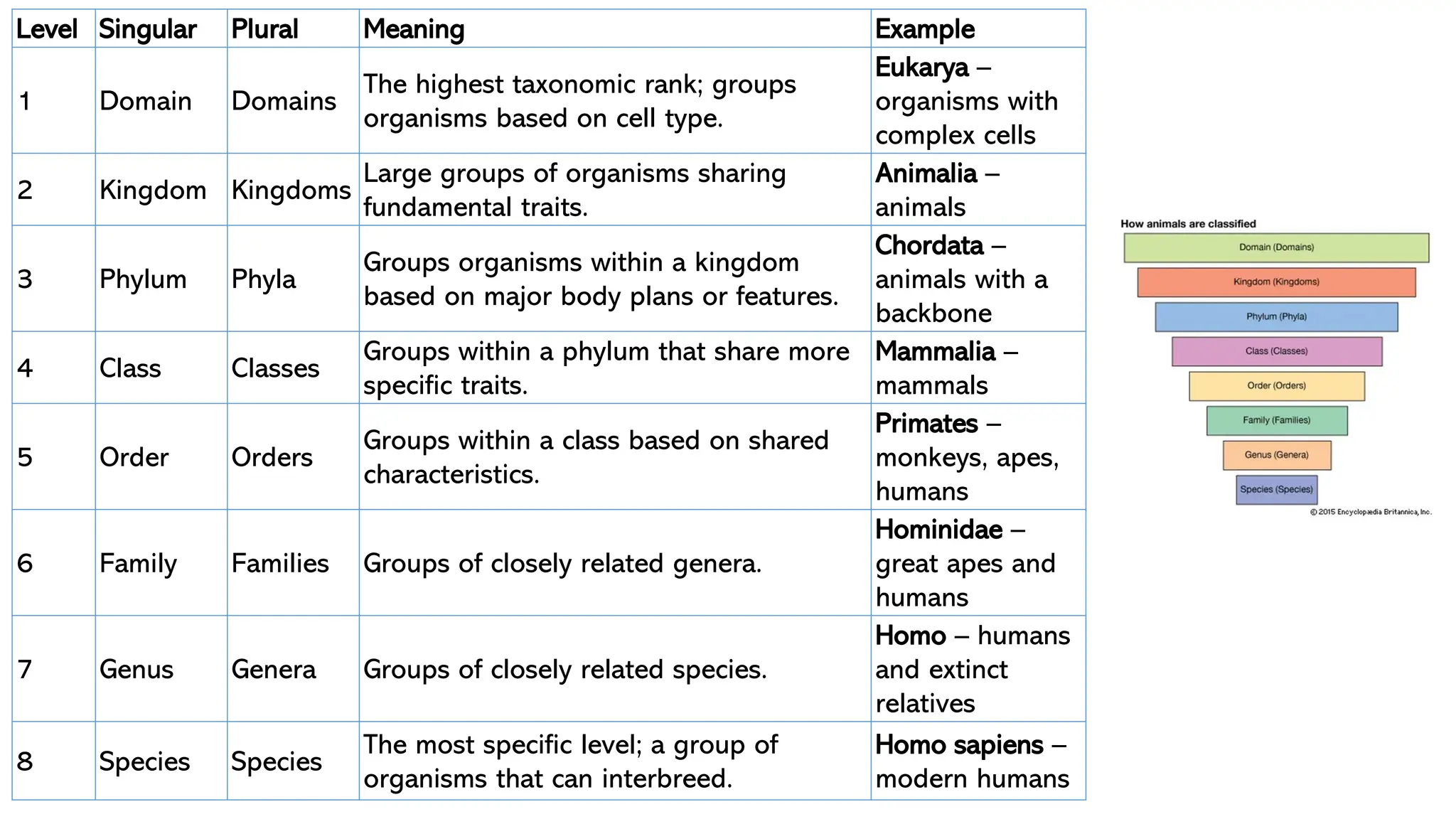 Level Singular Plural Meaning Example
1 Domain Domains
The highest taxonomic rank; groups
organisms based on cell type.
Eukarya –
organisms with
complex cells
2 Kingdom Kingdoms
Large groups of organisms sharing
fundamental traits.
Animalia –
animals
3 Phylum Phyla
Groups organisms within a kingdom
based on major body plans or features.
Chordata –
animals with a
backbone
4 Class Classes
Groups within a phylum that share more
specific traits.
Mammalia –
mammals
5 Order Orders
Groups within a class based on shared
characteristics.
Primates –
monkeys, apes,
humans
6 Family Families Groups of closely related genera.
Hominidae –
great apes and
humans
7 Genus Genera Groups of closely related species.
Homo – humans
and extinct
relatives
8 Species Species
The most specific level; a group of
organisms that can interbreed.
Homo sapiens –
modern humans
 